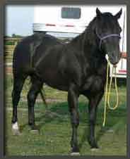 Texas Dan SK
