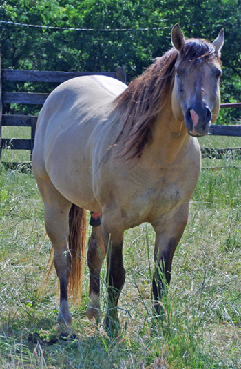 2003 aqha dunskin stallion Harlon Twoeyed Spirt